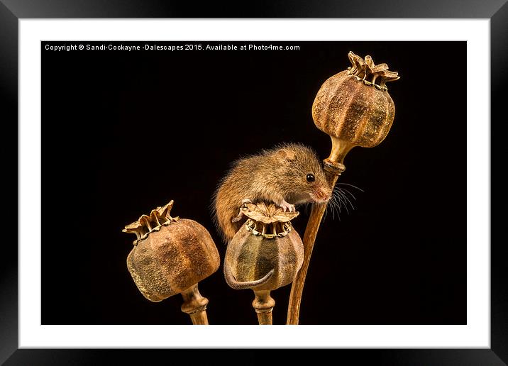  Harvest Mouse III Framed Mounted Print by Sandi-Cockayne ADPS