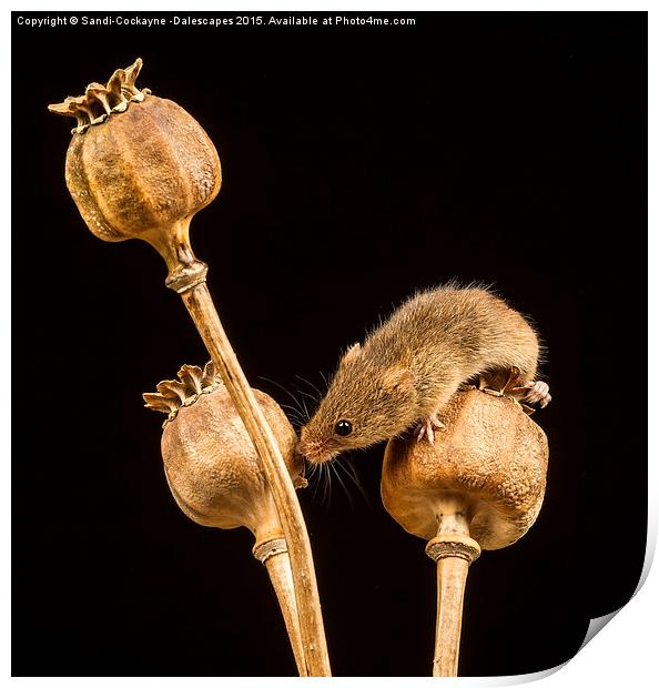  Harvest Mouse IV Print by Sandi-Cockayne ADPS