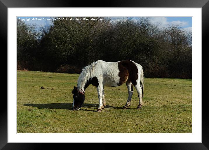  New Forest Pony Framed Mounted Print by Paul Chambers