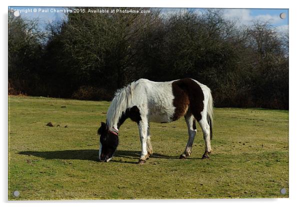  New Forest Pony Acrylic by Paul Chambers