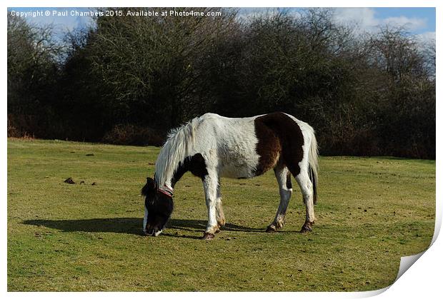  New Forest Pony Print by Paul Chambers