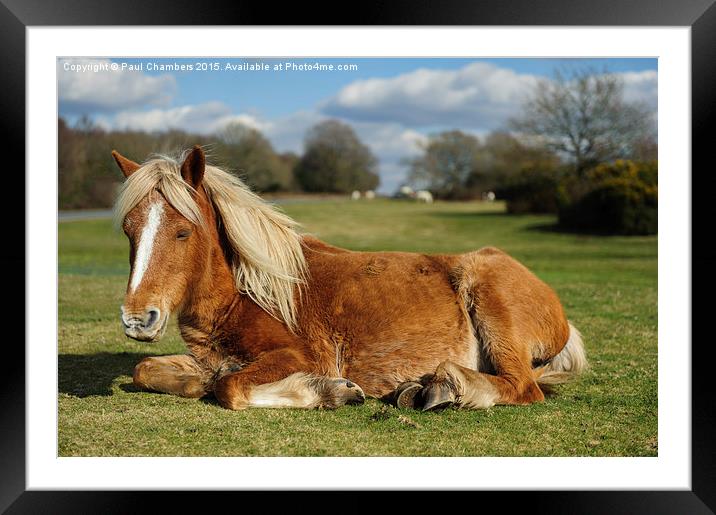  Resting Pony Framed Mounted Print by Paul Chambers