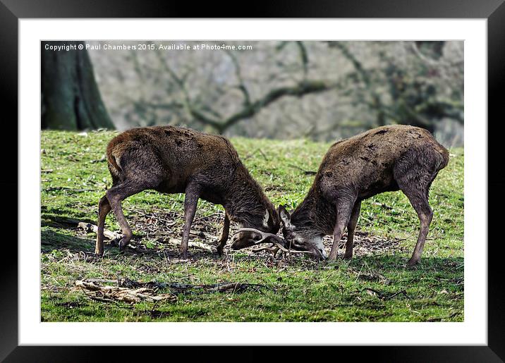 Rutting Deer Framed Mounted Print by Paul Chambers