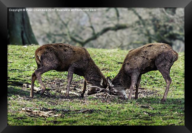 Rutting Deer Framed Print by Paul Chambers