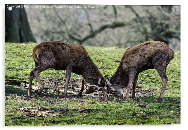 Rutting Deer Acrylic by Paul Chambers