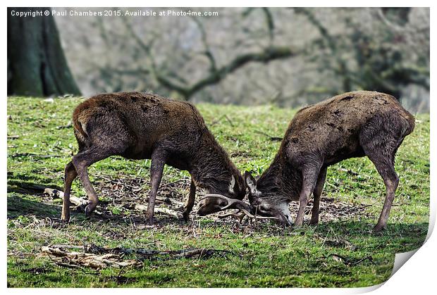 Rutting Deer Print by Paul Chambers