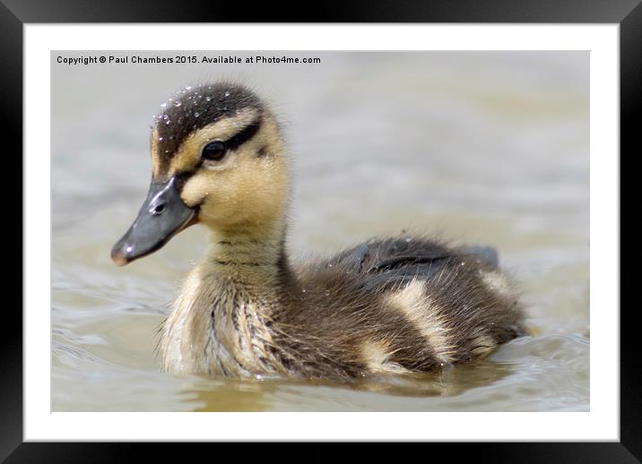  Duckling Framed Mounted Print by Paul Chambers