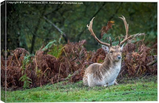  Stag in the New Forest Canvas Print by Paul Chambers