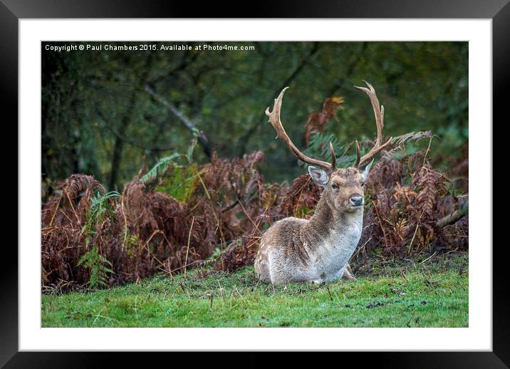  Stag in the New Forest Framed Mounted Print by Paul Chambers