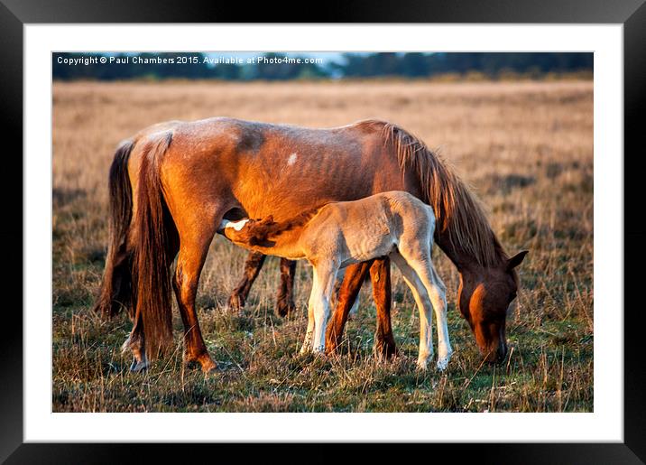  Mother & Foal Framed Mounted Print by Paul Chambers