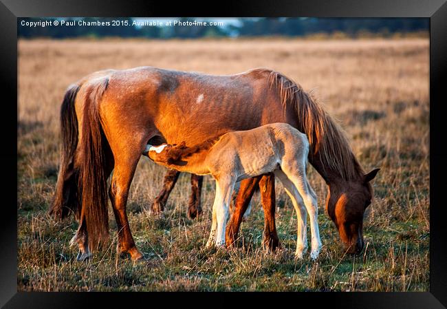  Mother & Foal Framed Print by Paul Chambers