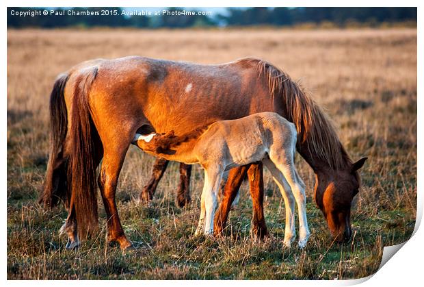  Mother & Foal Print by Paul Chambers