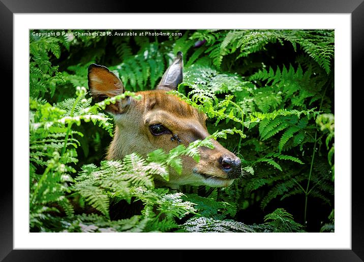  Deer in the New Forest Framed Mounted Print by Paul Chambers