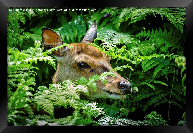  Deer in the New Forest Framed Print by Paul Chambers