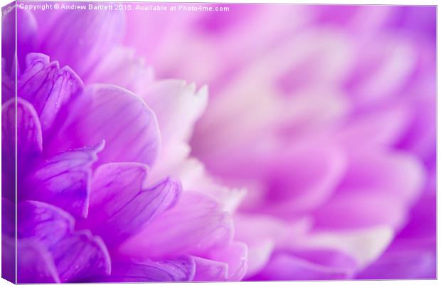  Macro of a purple Chrysanthemum Canvas Print by Andrew Bartlett