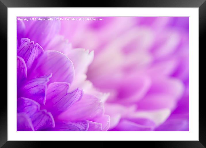  Macro of a purple Chrysanthemum Framed Mounted Print by Andrew Bartlett