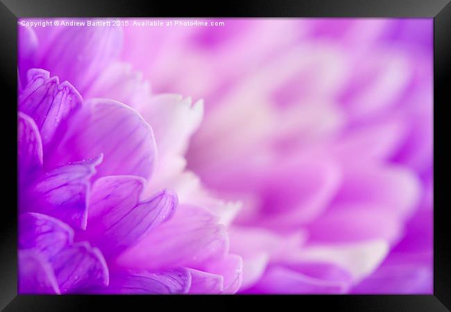 Macro of a purple Chrysanthemum Framed Print by Andrew Bartlett