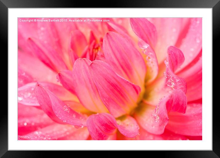  Macro of a Dahlia. Framed Mounted Print by Andrew Bartlett