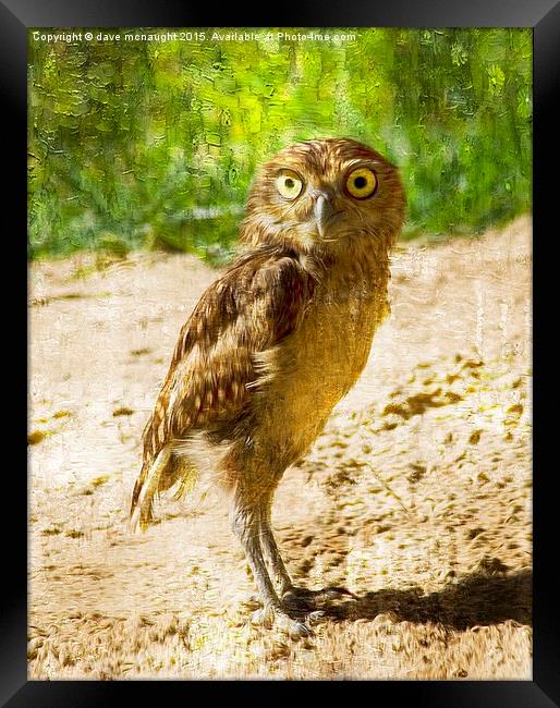  Burrowing Owl Framed Print by dave mcnaught