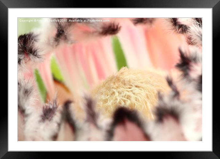  Macro of Protea 'Pink Ice' flower Framed Mounted Print by Andrew Bartlett
