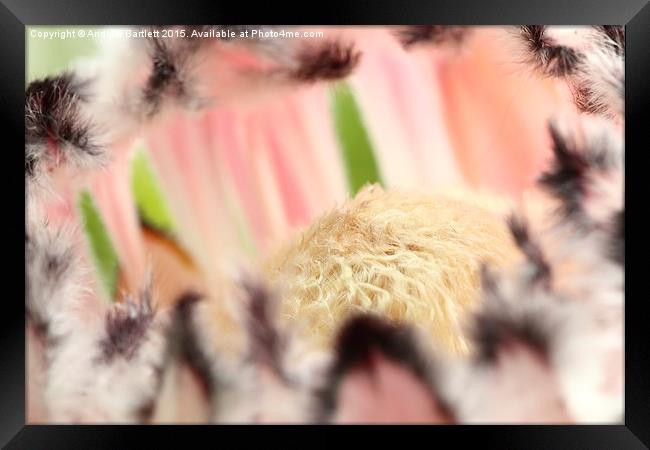  Macro of Protea 'Pink Ice' flower Framed Print by Andrew Bartlett