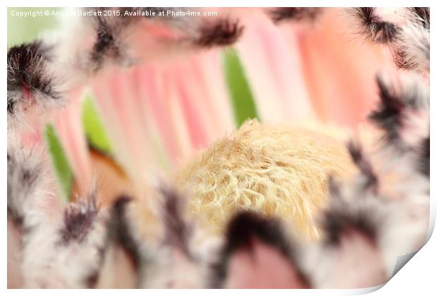  Macro of Protea 'Pink Ice' flower Print by Andrew Bartlett