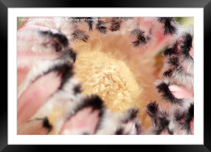  Macro of Protea 'Pink Ice flower. Framed Mounted Print by Andrew Bartlett
