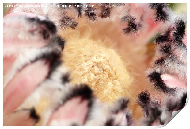  Macro of Protea 'Pink Ice flower. Print by Andrew Bartlett
