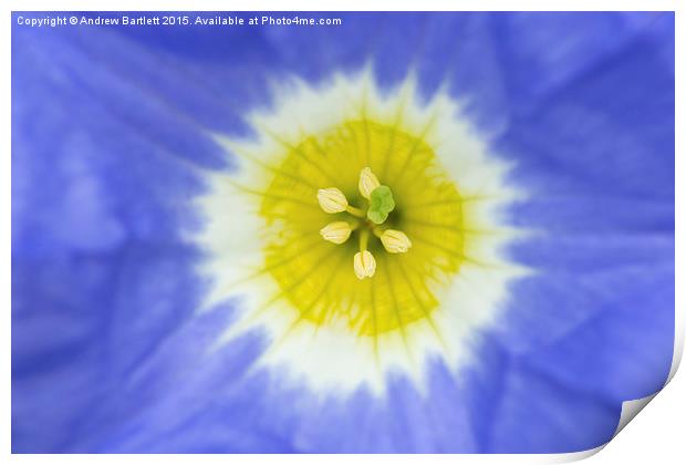  Macro of Oxalis Squamata tropical flower. Print by Andrew Bartlett