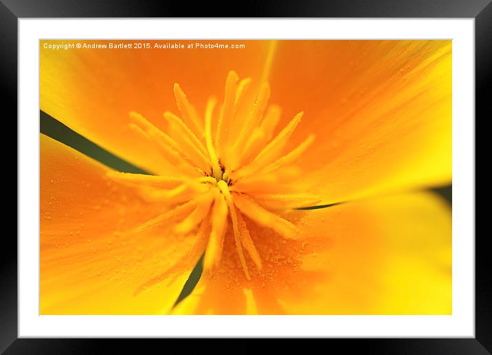 California Annuals macro. Framed Mounted Print by Andrew Bartlett