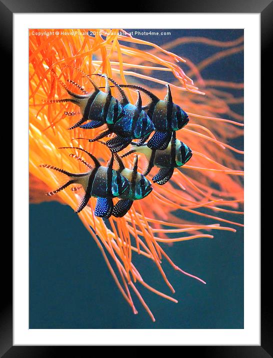 Tropical Fish Framed Mounted Print by Dave Burden