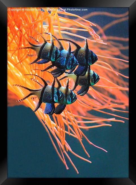 Tropical Fish Framed Print by Dave Burden