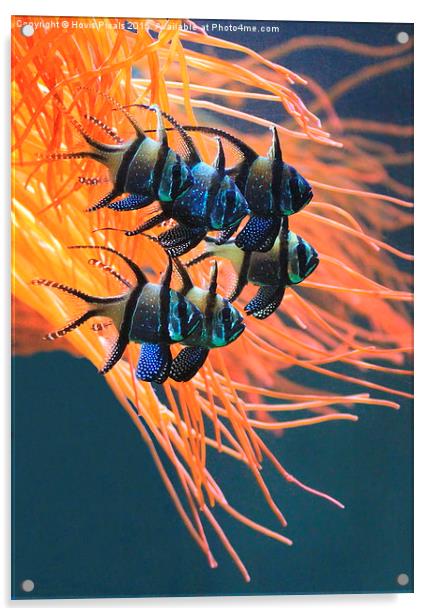 Tropical Fish Acrylic by Dave Burden