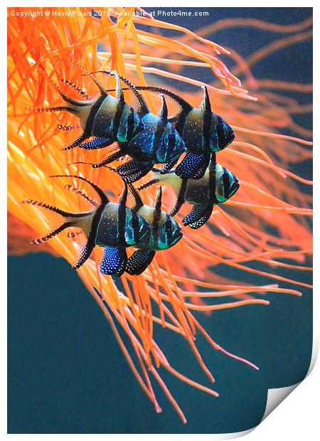 Tropical Fish Print by Dave Burden