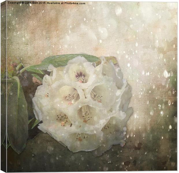 Rhododendron Sparkle Canvas Print by Lynn Bolt
