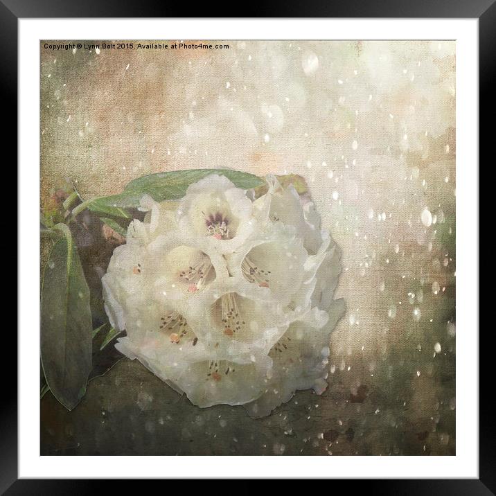  Rhododendron Sparkle Framed Mounted Print by Lynn Bolt