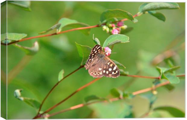 Speckled Wood Butterfly Canvas Print by Malcolm Snook