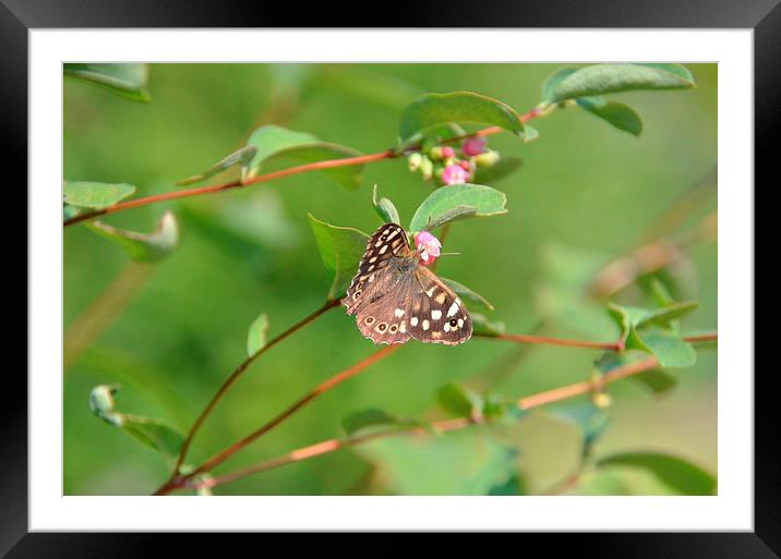  Speckled Wood Butterfly Framed Mounted Print by Malcolm Snook
