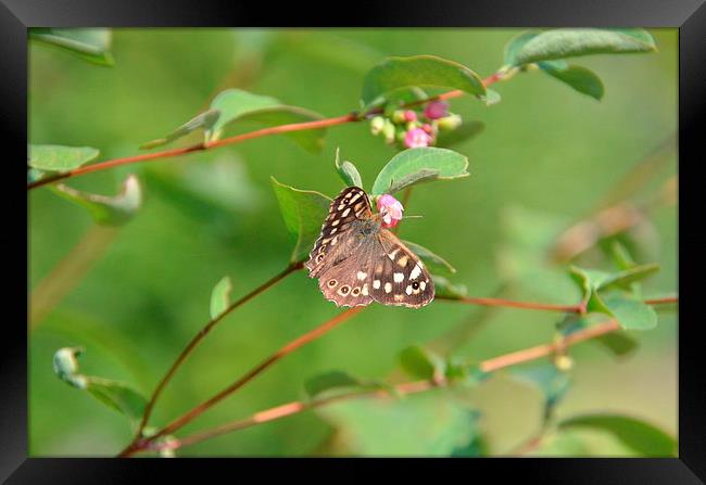  Speckled Wood Butterfly Framed Print by Malcolm Snook