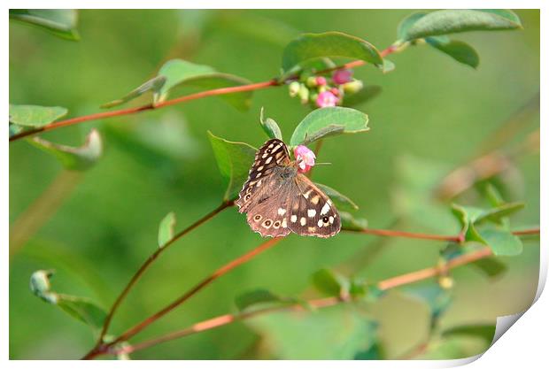  Speckled Wood Butterfly Print by Malcolm Snook