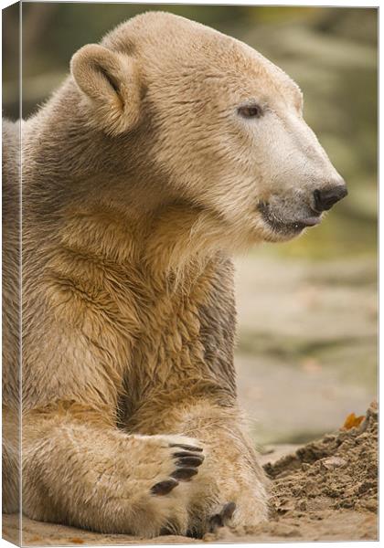 Knut, the famous Polar Bear in Berlin Zoo, Germany Canvas Print by Ian Middleton