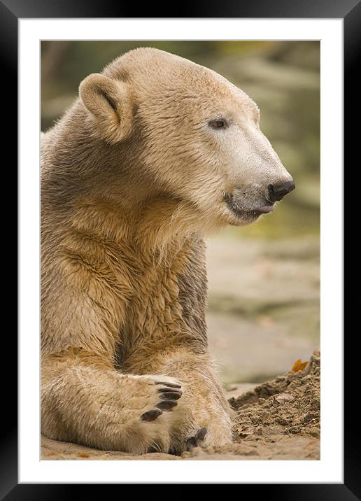 Knut, the famous Polar Bear in Berlin Zoo, Germany Framed Mounted Print by Ian Middleton