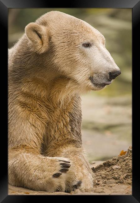 Knut, the famous Polar Bear in Berlin Zoo, Germany Framed Print by Ian Middleton