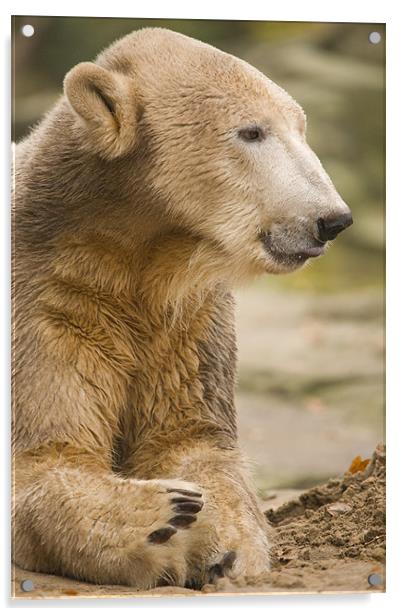 Knut, the famous Polar Bear in Berlin Zoo, Germany Acrylic by Ian Middleton