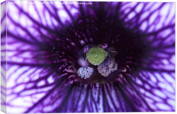  Macro of a purple Petunia. Canvas Print by Andrew Bartlett