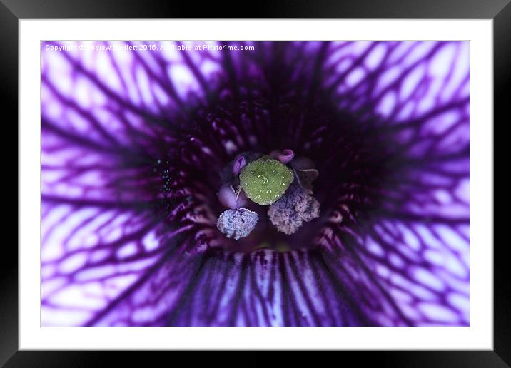  Macro of a purple Petunia. Framed Mounted Print by Andrew Bartlett