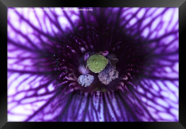  Macro of a purple Petunia. Framed Print by Andrew Bartlett