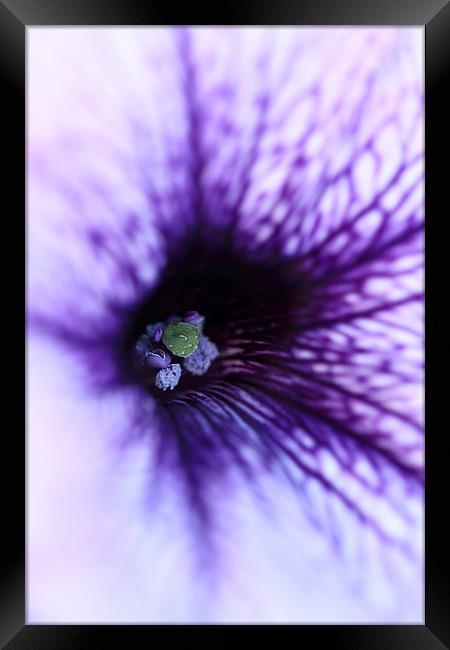  Macro of a purple Petunia. Framed Print by Andrew Bartlett