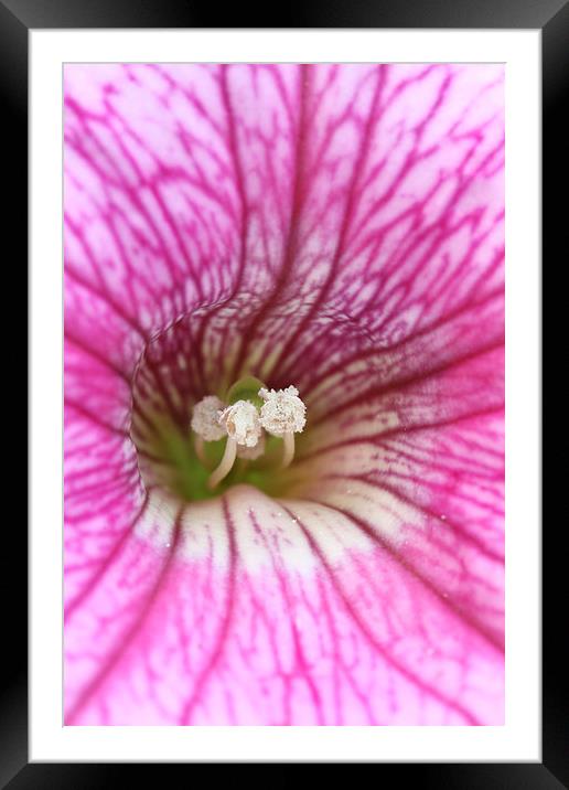  Macro of a pink Petunia Framed Mounted Print by Andrew Bartlett
