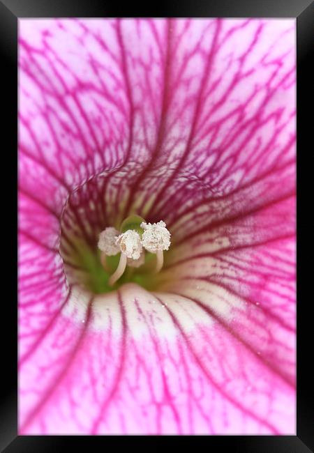  Macro of a pink Petunia Framed Print by Andrew Bartlett